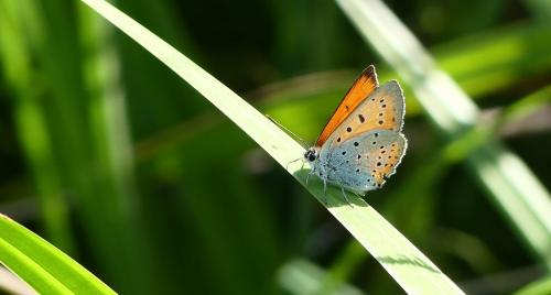 Lycaena dispar